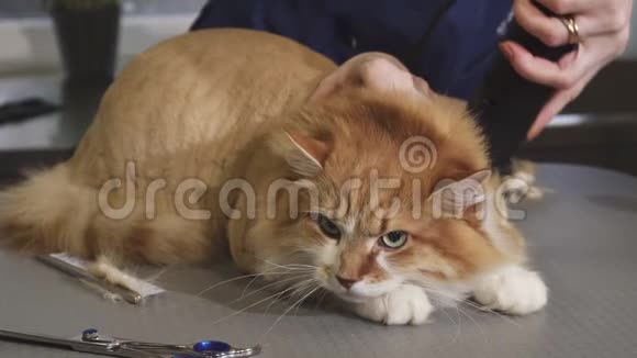 可爱的毛茸茸的姜猫在诊所被兽医剃了视频的预览图