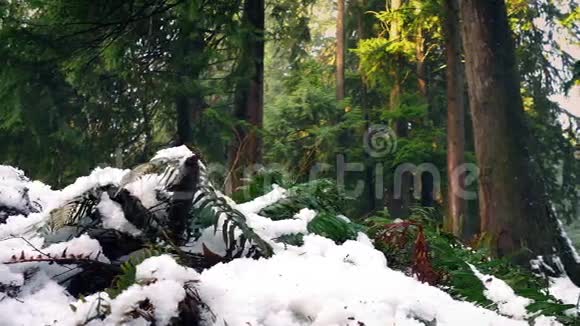 森林中的雪中蕨类植物视频的预览图
