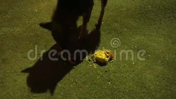 流浪流浪狗吃沙瓦玛视频的预览图