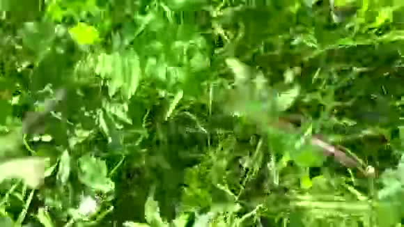绿草与花在夏季野外运动相机关闭镜头全景与稳定视频的预览图