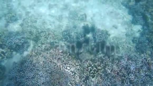 水下在珊瑚中的平滑移动视频的预览图