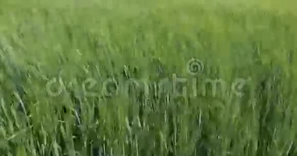 新鲜草地上的露水特写镜头视频的预览图