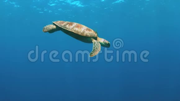 绿海龟在蓝水中游泳视频的预览图