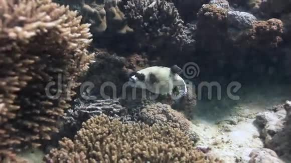 赤海海底沙质的彩色珊瑚视频的预览图