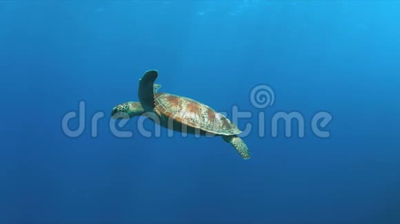 绿海龟在蓝水中游泳视频的预览图