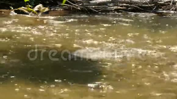 湍急的水流在小山河的石头间流淌4K视频的预览图