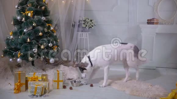 狗喝水在新年庆祝后患宿醉视频的预览图