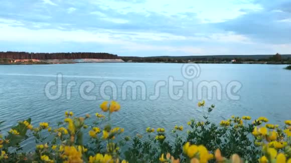 蓝湖背景上盛开的黄色花朵视频的预览图