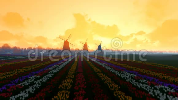 传统的荷兰风车前景充满活力的郁金香晨雾倾斜视频的预览图