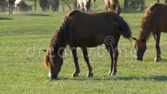 两匹棕色的马在邋遢的草坪上吃草视频的预览图