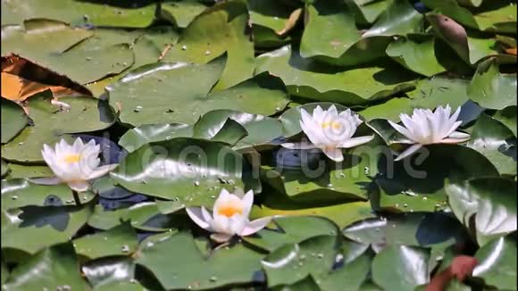 盛开的白色百合花视频的预览图