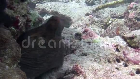 一只章鱼的头部背景五颜六色的珊瑚水下在马尔代夫的海洋视频的预览图