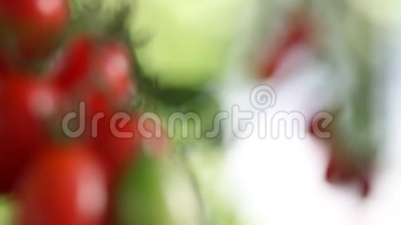 蔬菜花园里的樱桃番茄聚焦和模糊视频的预览图