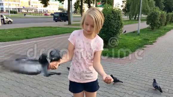 小女孩用手在城市的街道上喂鸽子葵花籽视频的预览图