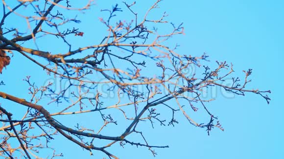 干燥的树枝上有白色的背景干燥的树枝在蓝色的背景上冬季景观的开始视频的预览图