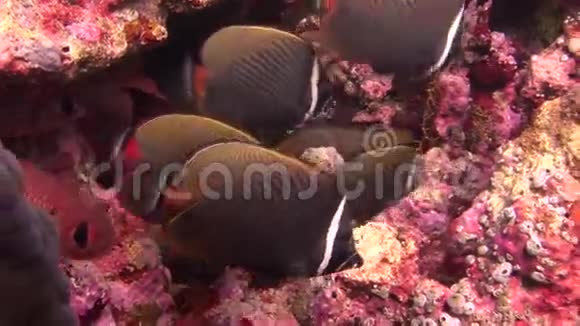马尔代夫海底背景红珊瑚鱼蝶的流派视频的预览图