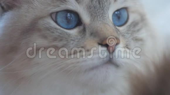 一只蓝色眼睛的美丽的家庭灰猫的特写在慢动作中视频的预览图