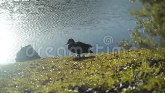 鸭子在湖岸上清理它的羽毛有太阳耀斑的湖中有草木倒影视频的预览图