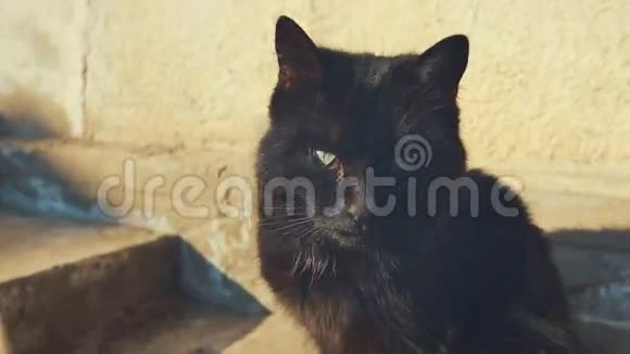 黑白猫看着摄像机视频的预览图