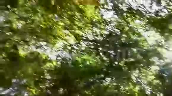 热带灌木和太阳光束视频的预览图