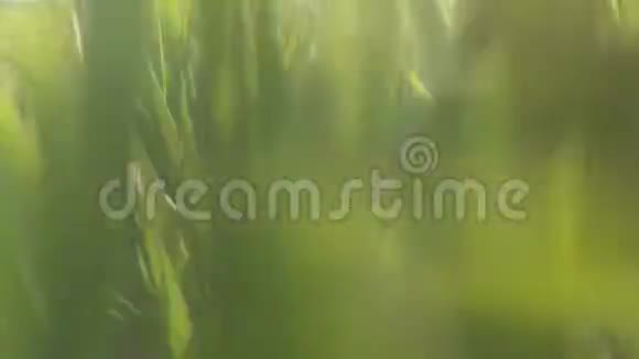 绿色的小麦地年轻的小麦植物Stedikam射击背景视频的预览图