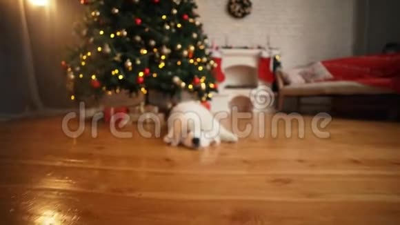 新年时睡在树下的白色小狗视频的预览图