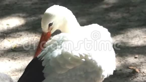 一只黑白鹳站在湖岸上清理它的羽毛视频的预览图