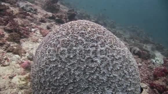 马尔代夫海底的球珊瑚视频的预览图
