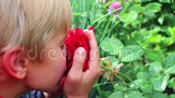 孩子喜欢玫瑰花的味道视频的预览图