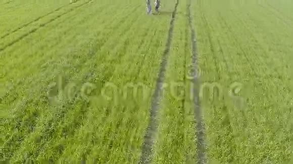 男孩和女孩在绿色的田野上奔跑空中观景台视频的预览图