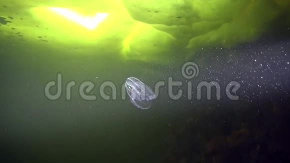 白海冰中的双翅目鱼视频的预览图