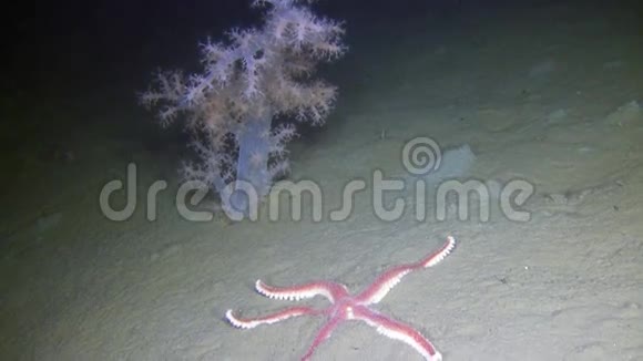 在白海沙底水下的海星视频的预览图
