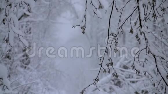 树木的枝条因积雪的沉重而弯曲视频的预览图
