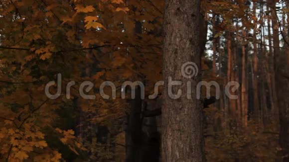 一个头戴帽衫的女孩头发从树林深处松了出来停在一棵树上靠在秋叶上视频的预览图