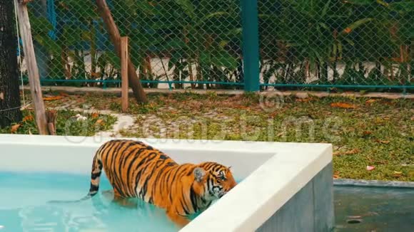 老虎在蓝色的游泳池里散步视频的预览图