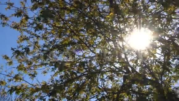 阳光透过树枝闪闪发光视频的预览图