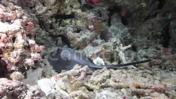 马尔代夫水下红鱼和珊瑚背景的海洋黄貂鱼视频的预览图