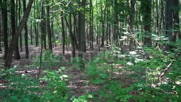 森林之美慢动作绿叶之美视频的预览图