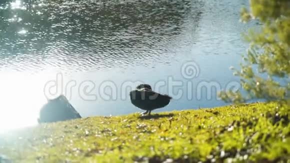 鸭子在湖岸上清理它的羽毛有太阳耀斑的湖中有草木倒影视频的预览图