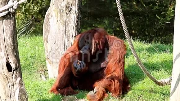 雄性婆罗洲猩猩视频的预览图