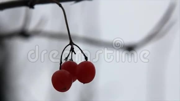 三种发酵浆果视频的预览图