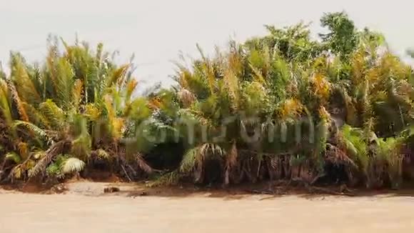 湄公河沿岸有棕榈树从移动的船上看视频的预览图