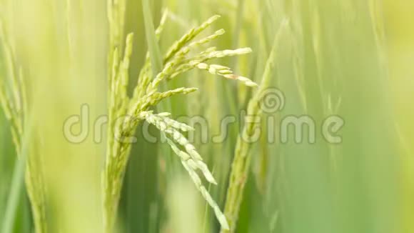 稻田里的稻穗迎风摇摆4K慢动作自然耕作背景概念视频的预览图