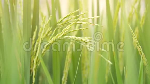 稻田风中有机稻的绿色浪潮4K慢动作自然耕作背景概念巴厘视频的预览图