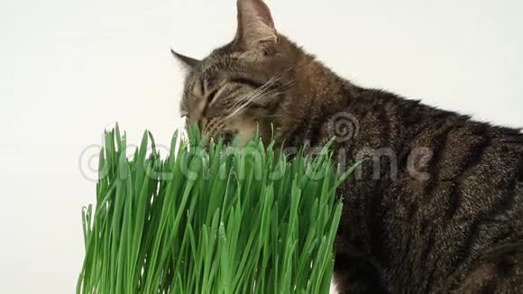 猫在家吃新鲜的青草多个录像带视频的预览图