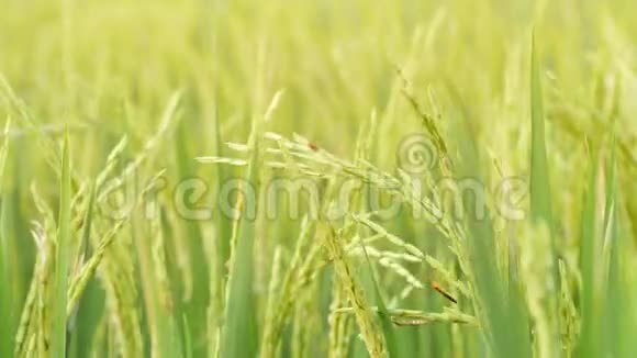 稻田风中有机稻的绿色浪潮4K慢动作自然耕作背景概念巴厘视频的预览图