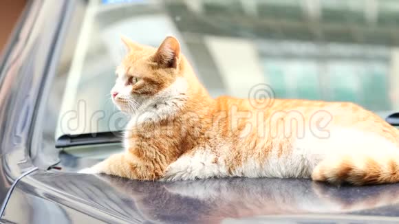 可爱的姜塔比猫躺在车上警觉地环顾四周专注于它的眼睛4K电影慢动作视频的预览图