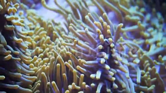 海葵触须中的鲈鱼视频的预览图