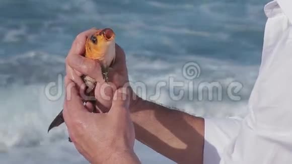 金鱼在渔夫手中谁抓住它旋转快关门视频的预览图