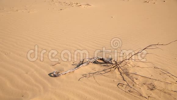 人类赤脚走过沙漠视频的预览图
